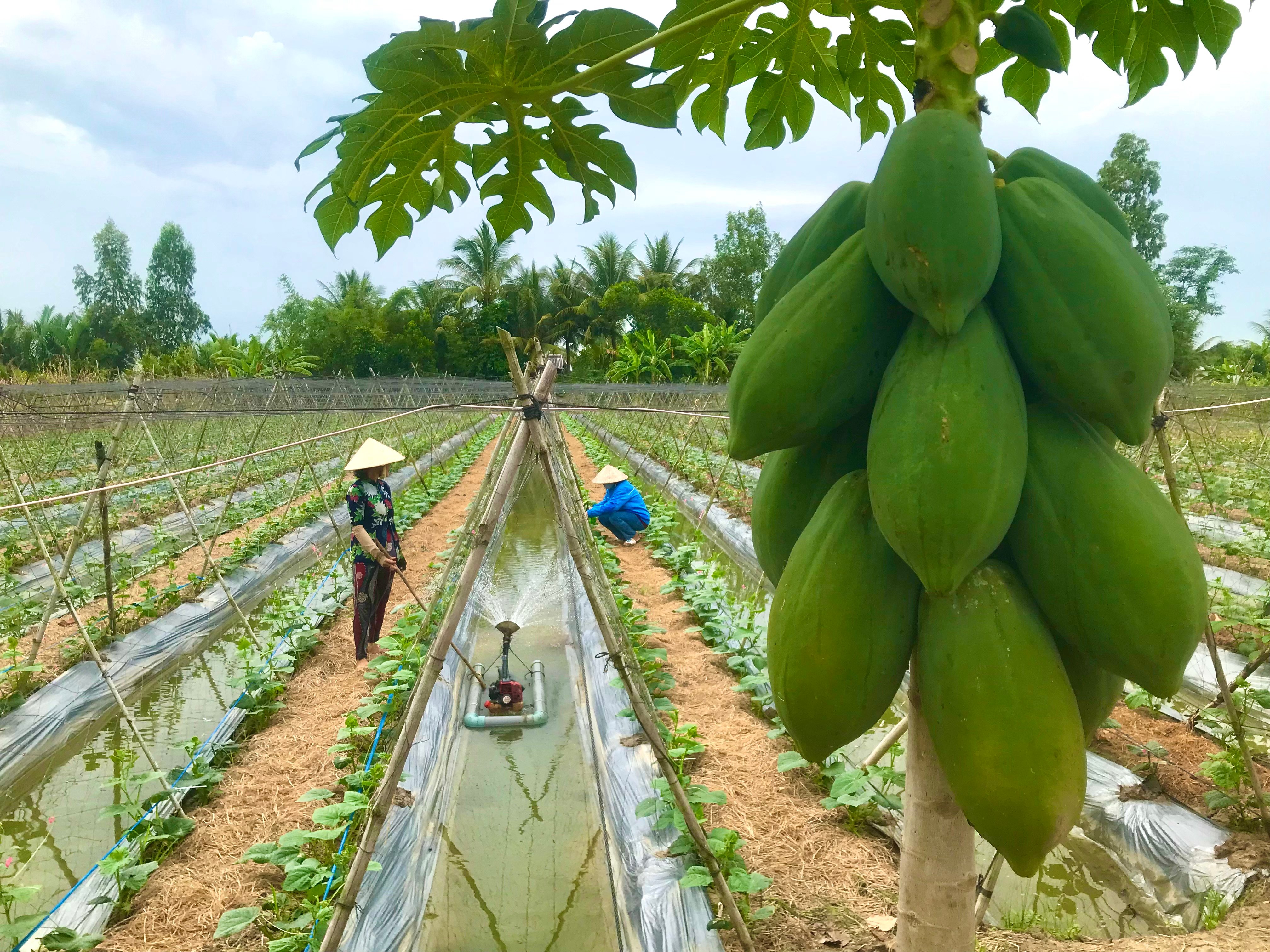 Màu xanh cuộc sống