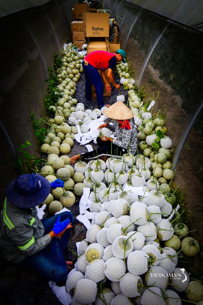 Harvesting melons