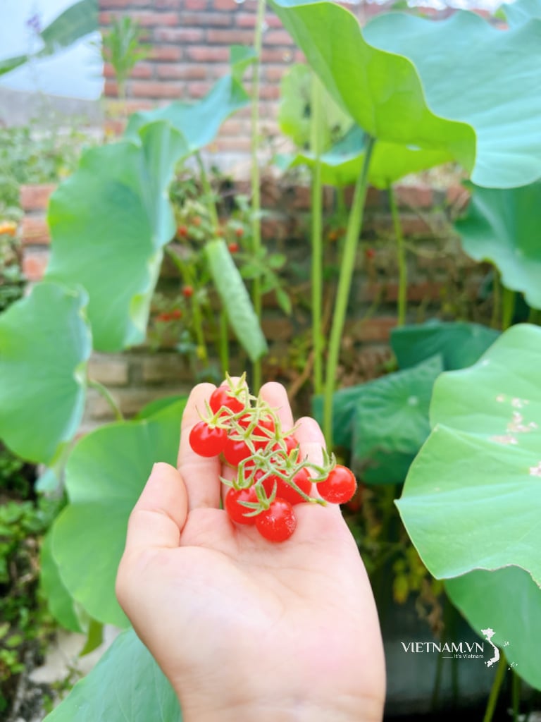 ប៉េងប៉ោះ ឈីសធម្មជាតិ