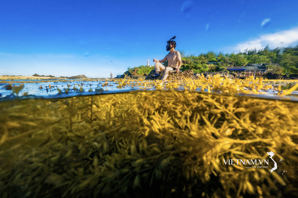 ຄົ້ນພົບລະດູການທອງຂອງ algae
