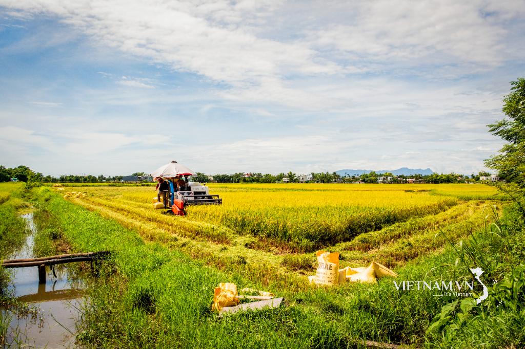 Golden season in Hoa Tien homeland.
