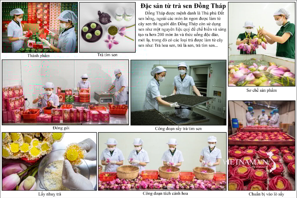 Đặc sản từ trà sen Đồng Tháp