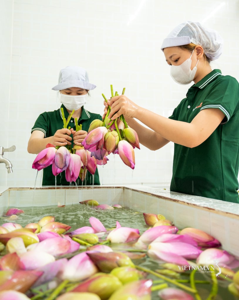 Đặc sản từ trà sen Đồng Tháp-1