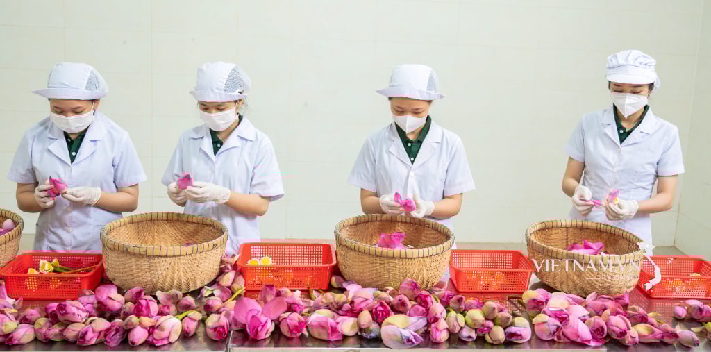 Đặc sản từ trà sen Đồng Tháp-3
