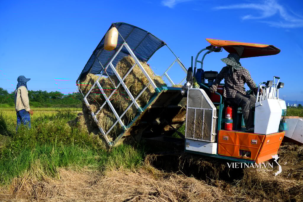 Bringing mechanization into collecting rolled straw after harvest-1