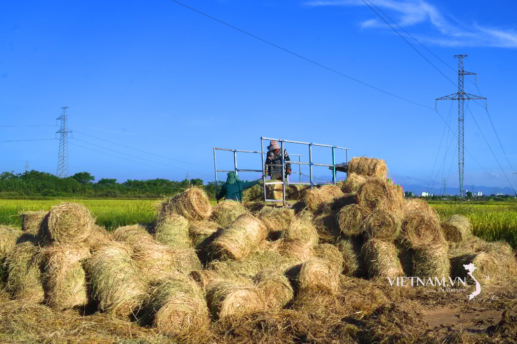 Bringing mechanization into collecting rolled straw after harvest-2