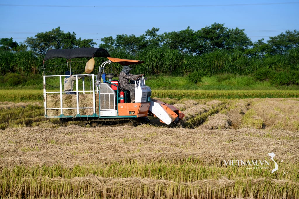 Bringing mechanization into collecting rolled straw after harvest-3