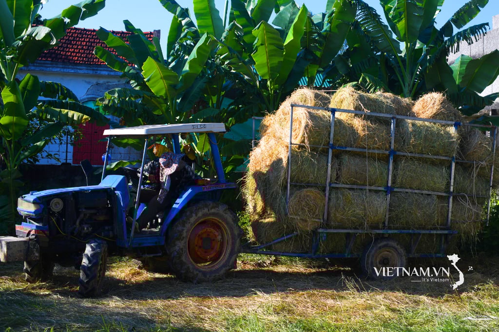 Bringing mechanization into collecting rolled straw after harvest-4