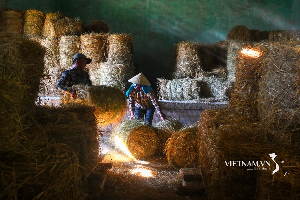 Bringing mechanization into collecting rolled straw after harvest-5