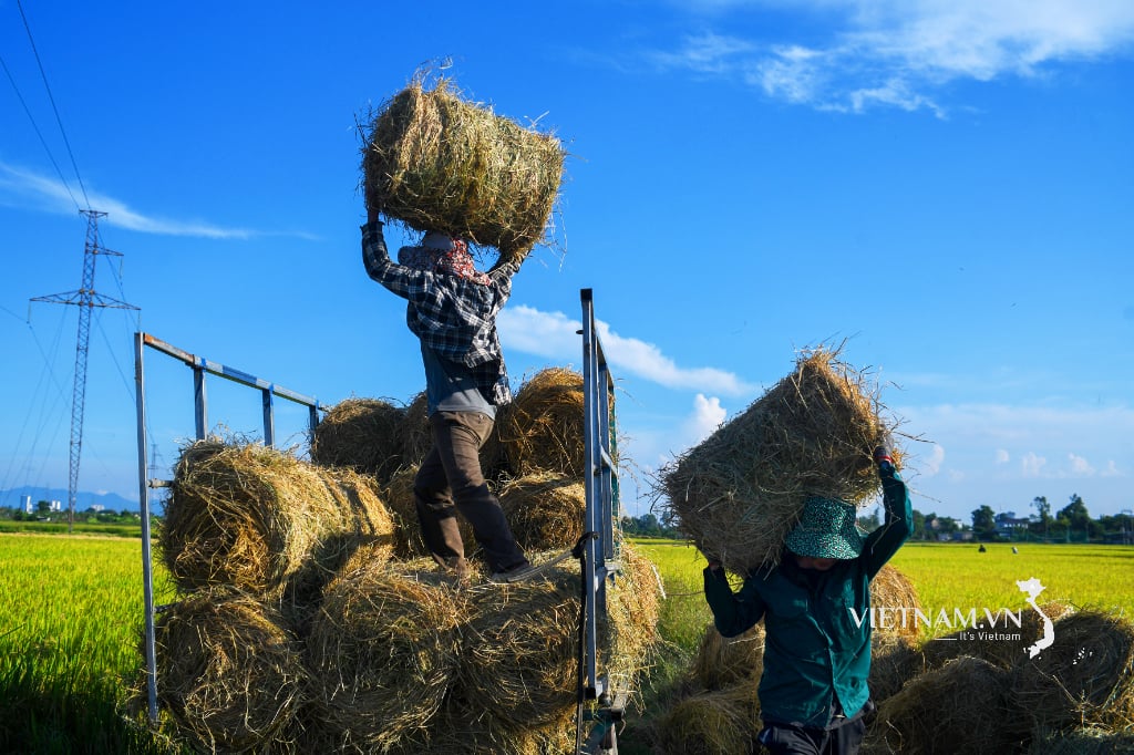 Bringing mechanization into collecting rolled straw after harvest-6