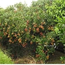 Fruit garden in the West