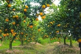 Jardin fruitier à l'Ouest-2