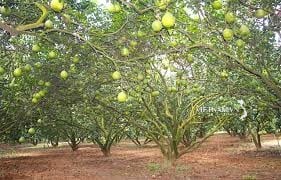 Jardin fruitier à l'Ouest-3