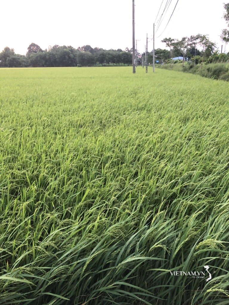 ชีวิตใหม่ของประชาชนในตำบลไดอัน จังหวัดหวิงลอง-1