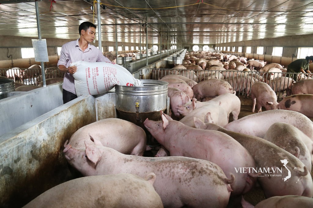 Chăn nuôi lợn theo hướng công nghiệp