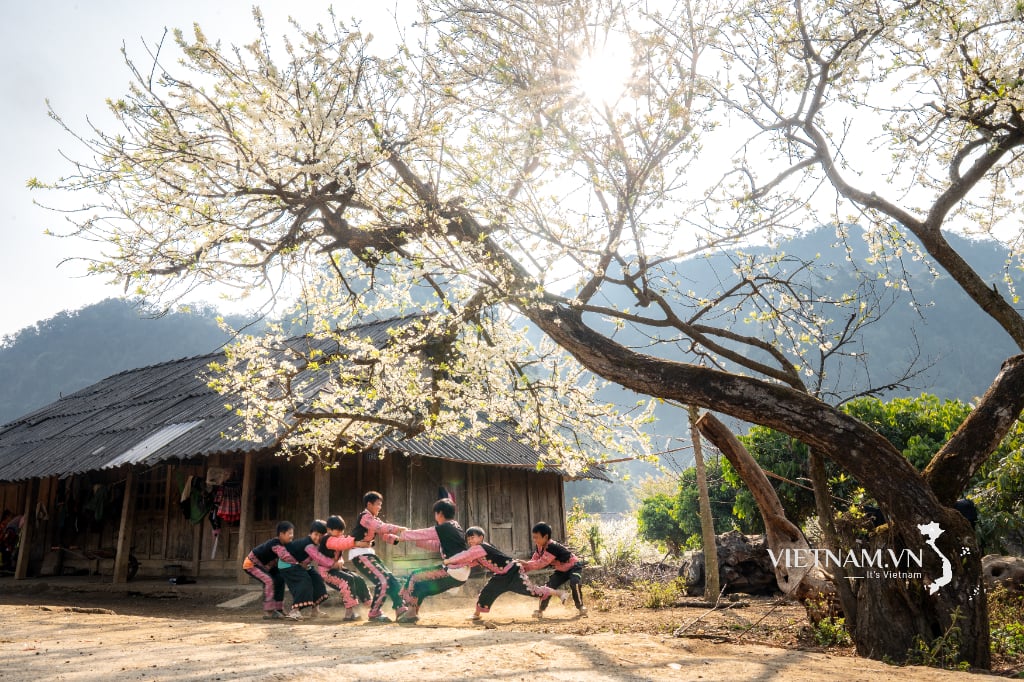 Dưới cành hoa mận trắng.