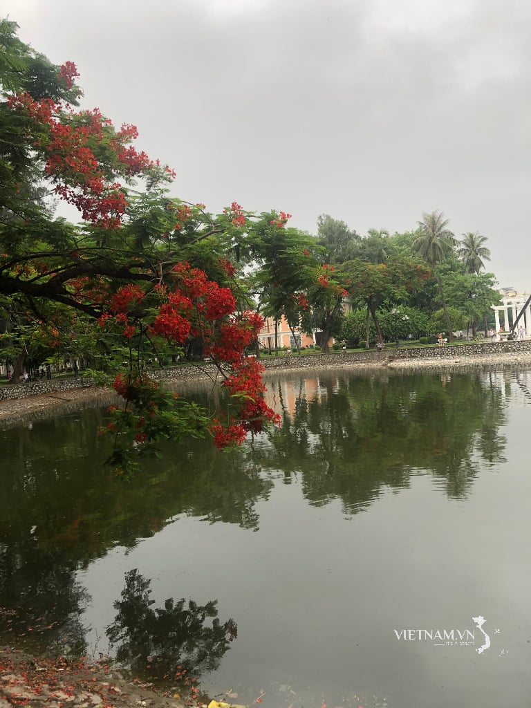 Hoa Phượng vĩ đỏ rực