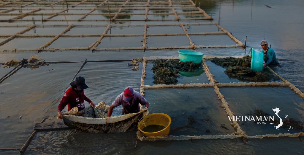 Vèo cua trên cạn