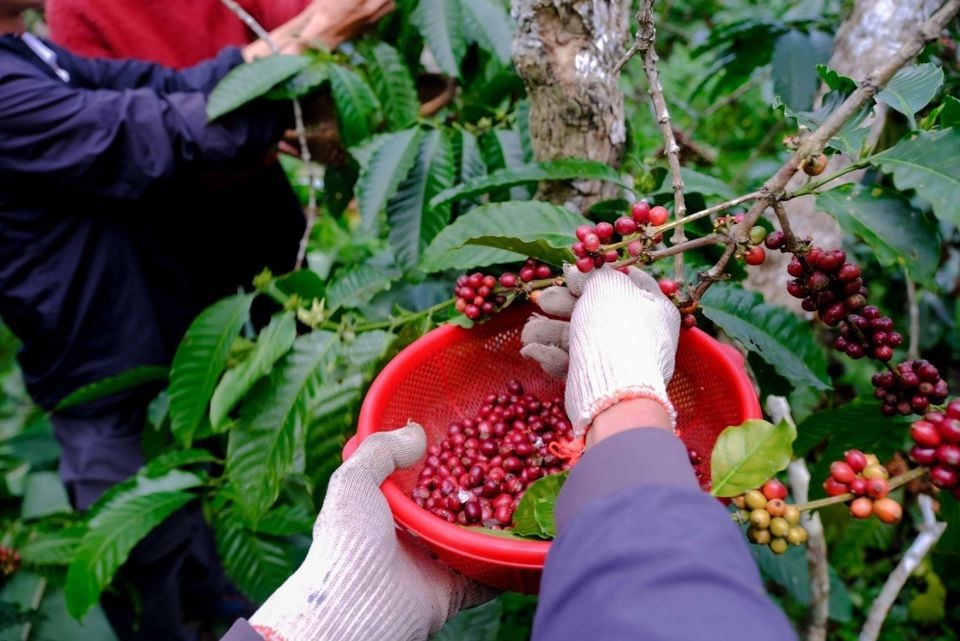 Precios de productos agrícolas al 15 de enero de 2025: pimienta y café siguen bajando fuertemente