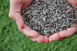 5 tipos de frutos secos que favorecen la quema de grasa abdominal