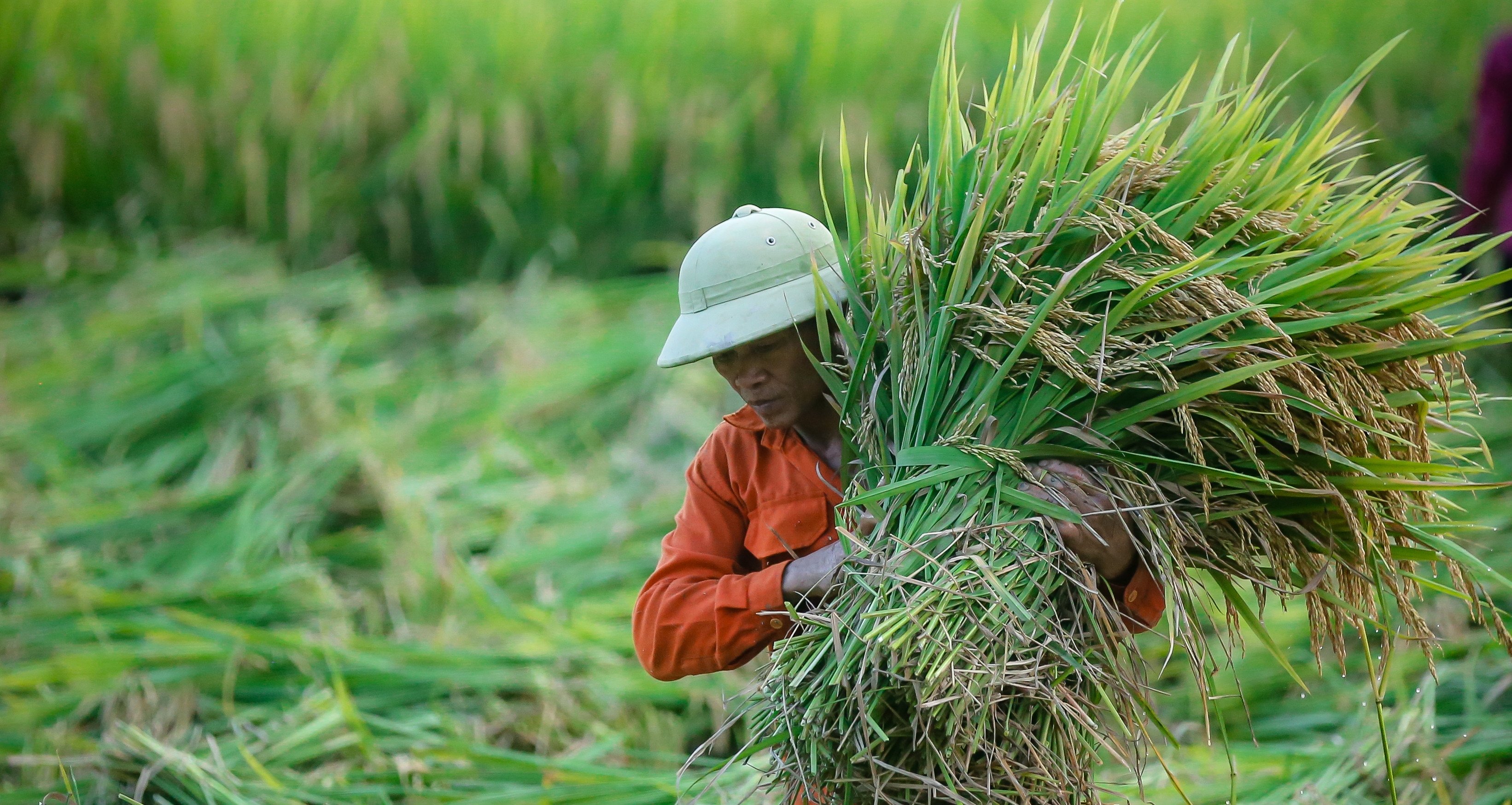 Reisanbau reduziert Emissionen; Landwirte im Mekongdelta erhalten bald Emissionsgutschriften