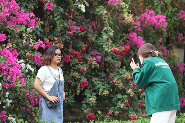 The stunningly beautiful bougainvillea road leading to Ho Chi Minh City National University photo 6