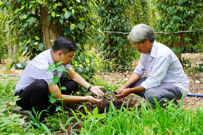 Nhờ canh tác hữu cơ theo hình thức nông - lâm kết hợp, hệ vi sinh vật đất rất phát triển, đất luôn màu mỡ, giữ ẩm tốt. Ảnh: Nguyễn Thủy.