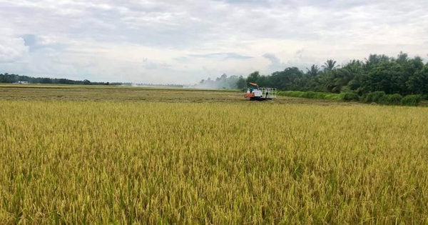 Tập đoàn Lộc Trời đã trả xong toàn bộ tiền mua lúa cho nông dân tại An Giang