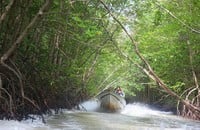 Planning of Mui Ca Mau National Tourist Area associated with mangrove ecosystem