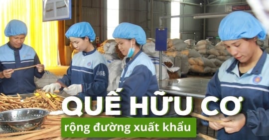 Khẳng định vị thế 'bá chủ' ngành quế thế giới