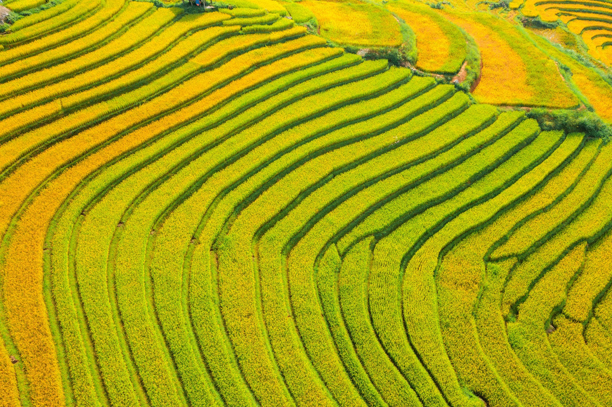 Ruộng bậc thang Sa Pa chín sớm làm 'say lòng' lữ khách - Ảnh 4.