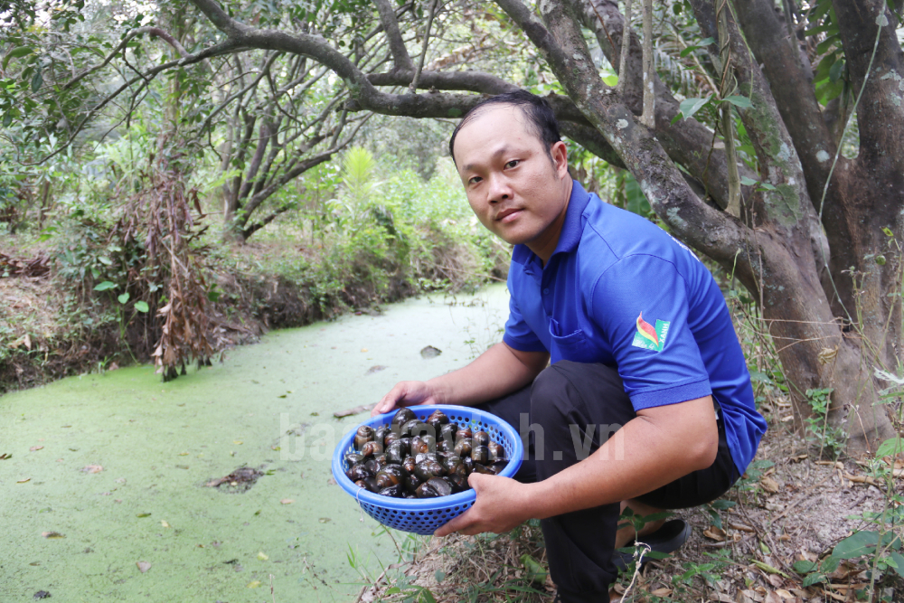 Đào rãnh nuôi ốc đặc sản đẻ cản chả kịp, anh nông dân Trà Vinh làm cách nào để bán 120.000 đồng/kg?- Ảnh 1.