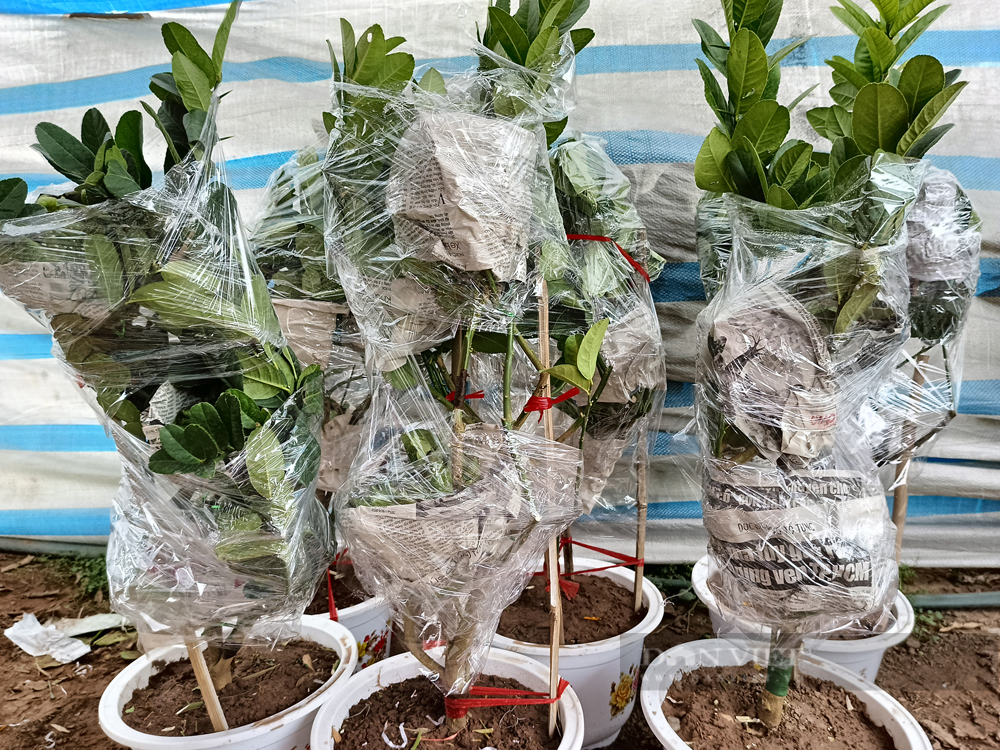 Cận Tết, cây bonsai 