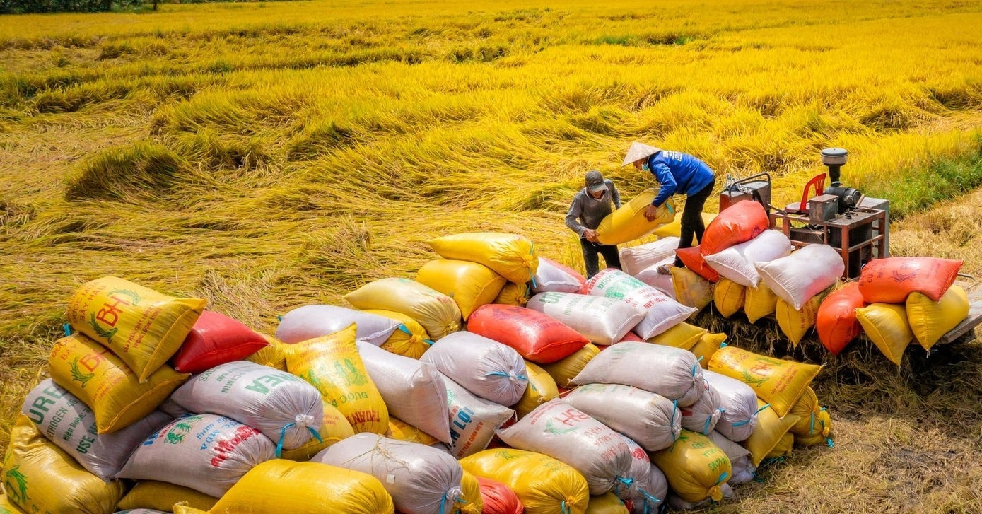 ส่งออกเกิน 5 พันล้านเหรียญสหรัฐฯ ยังกังวลไม่มีแบรนด์ข้าวเวียดนามคุณภาพสูง