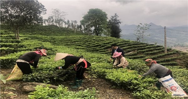 Lao Cai: Las minorías étnicas del distrito 30a aumentan sus ingresos gracias a la agricultura comercial