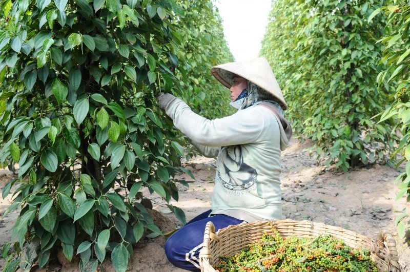 農産物輸送詐欺の疑い 5 件事例：リスク軽減のため企業は何をすべきか？