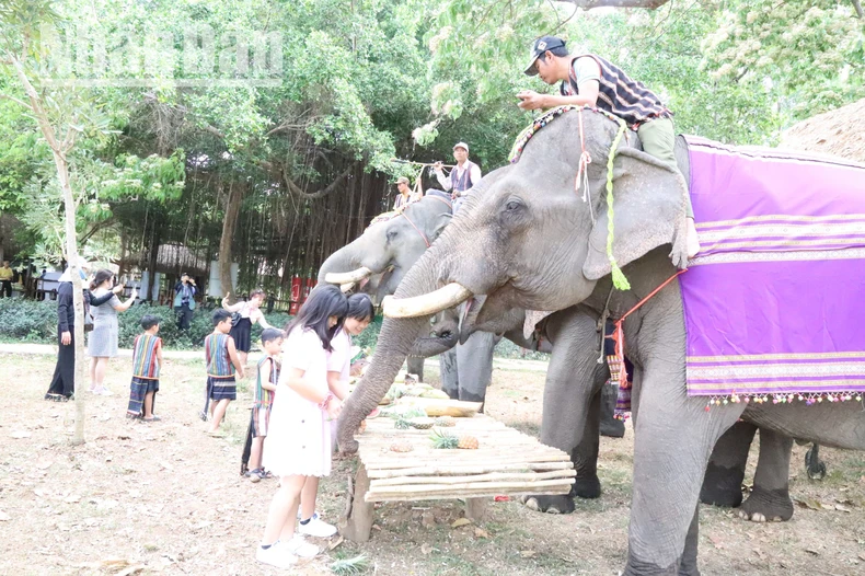 [Photo] ท่องเที่ยวเป็นมิตรกับช้าง ภาพที่ 5
