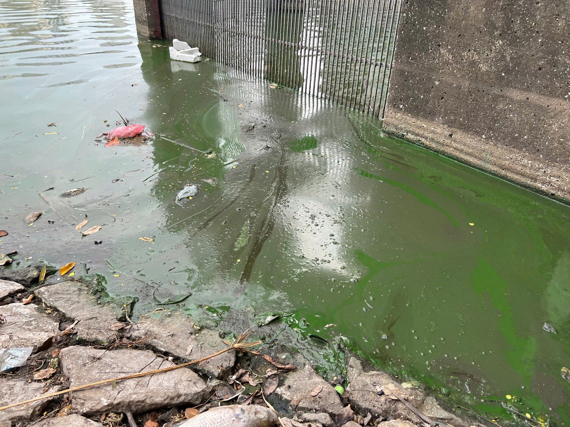 Grave contaminación, muchos lagos de Hanoi 'piden ayuda' (foto 11)