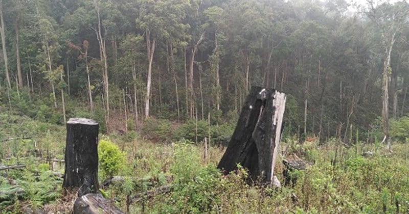 Viele Schlüsselprojekte in Kon Tum sind auf Waldland angewiesen