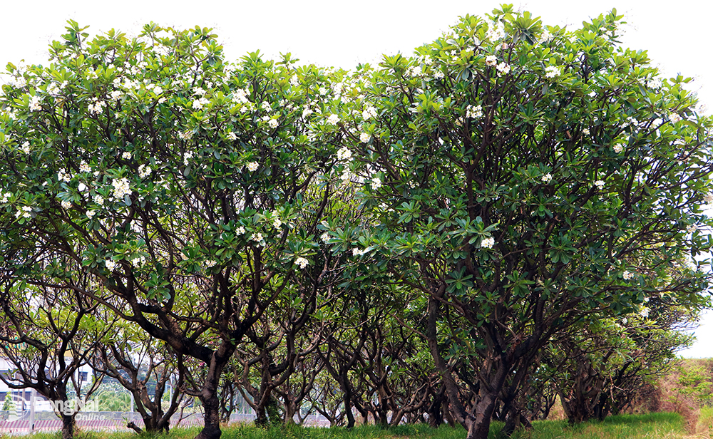 Un groupe de fleurs de frangipanier est planté sur la médiane entre la route parallèle du parc industriel de Bien Hoa 1 et la route nationale 1.