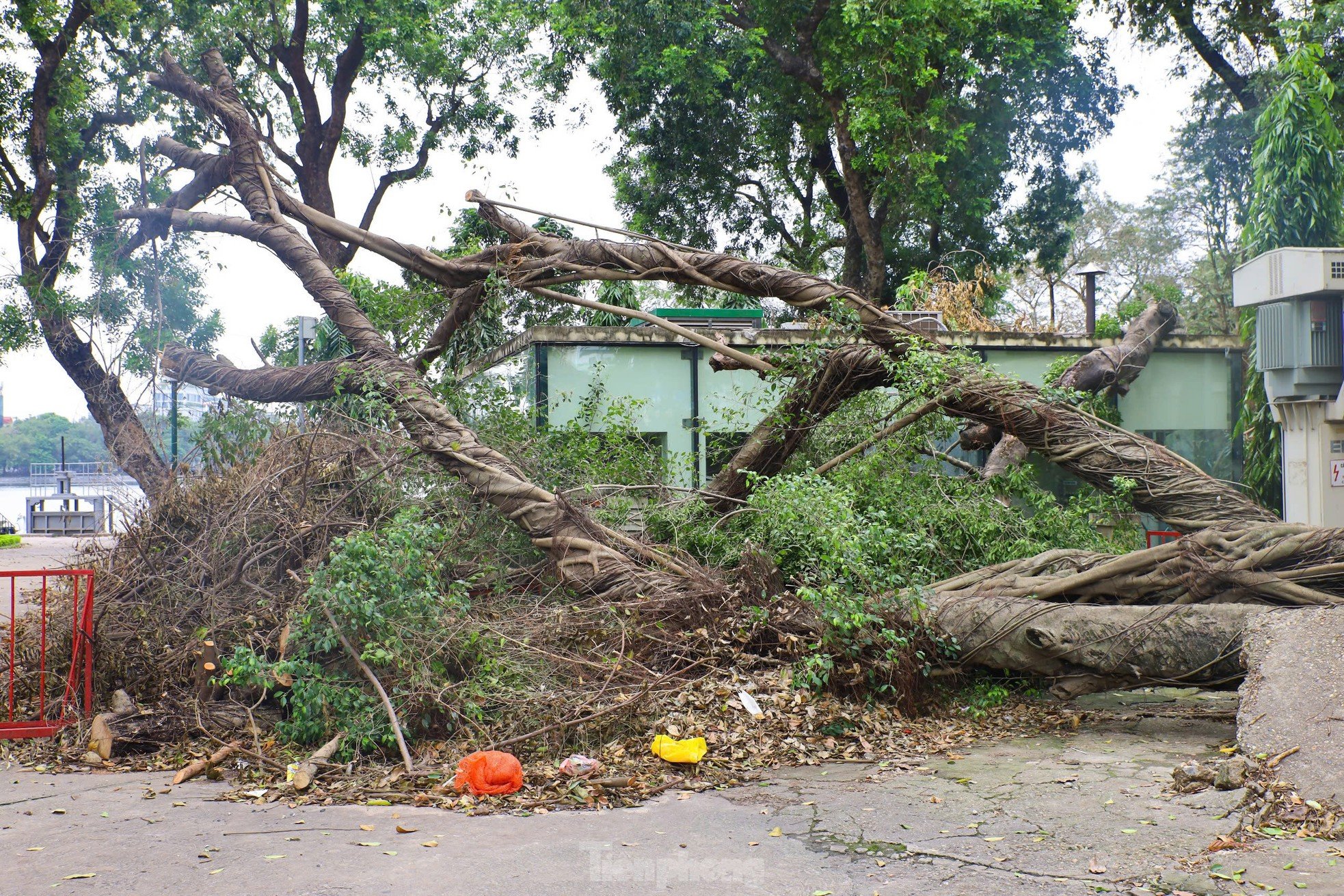 ¿Por qué los parques de Hanoi todavía están llenos de árboles caídos? foto 3