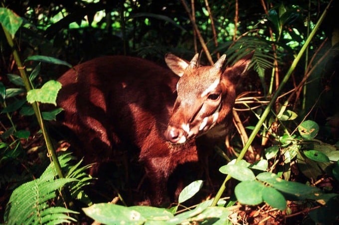 Se han instalado más de 1.000 cámaras trampa, pero no se ha podido capturar ningún saola ni tigre.