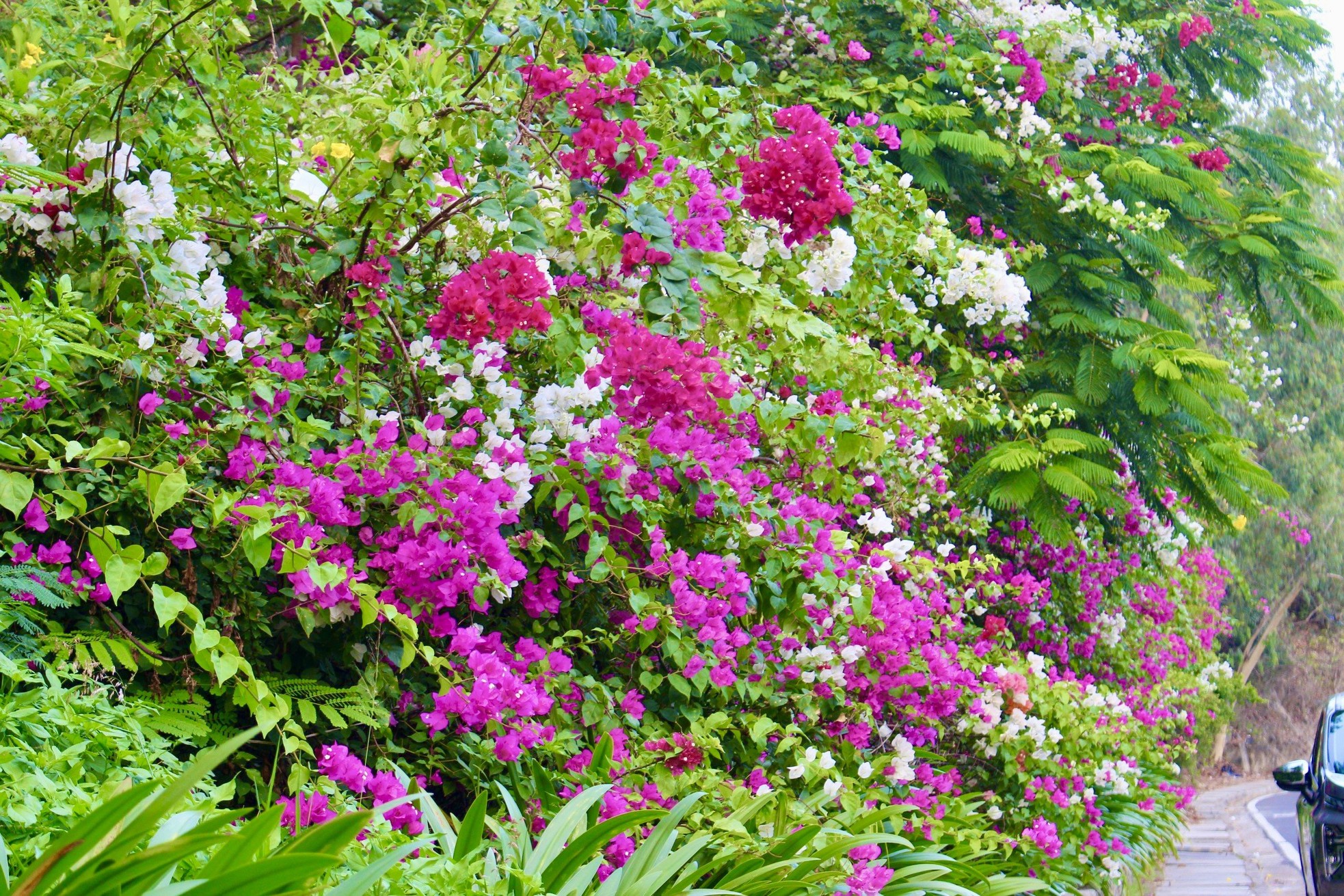 Junge Leute genießen es, in der leuchtenden Bougainvillea-Straße in Nha Trang einzuchecken. Foto 11