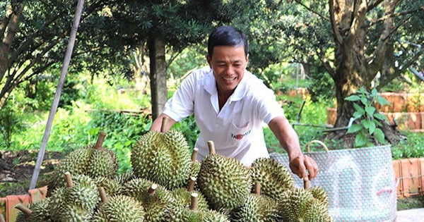 Durian, eine köstliche Frucht von einem Milliarden-Dollar-Baum in Tien Giang, die Bauern verdienen mehrere Milliarden pro Hektar.