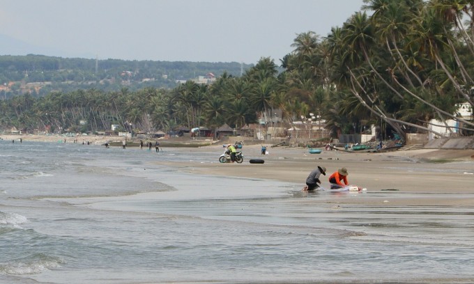 ชาวประมงไปที่ชายหาดมุยเน่ (เมืองฟานเทียต) เพื่อจับปลาดุก ปลายเดือนกันยายน 2023 ภาพ: Viet Quoc