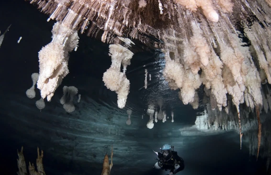 Palmera de 6000 años hallada en una cueva de la isla de Mallorca (foto 2)