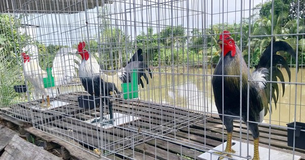 Un homme de Giang gagne des dizaines de millions chaque mois en coulant des statues de poulet et de canard en ciment