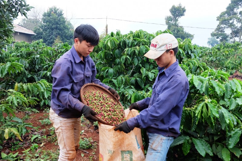 En la primera quincena de noviembre las exportaciones de café aumentaron fuertemente, alcanzando casi 37 mil toneladas.