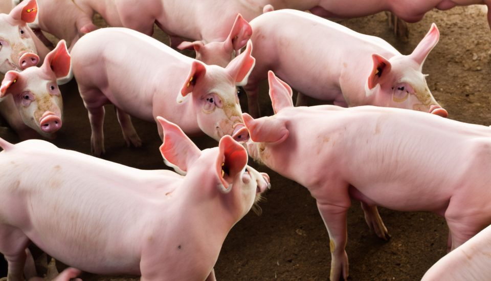 Prix ​​du porc au 15 janvier 2025 : Légère hausse dans le Sud