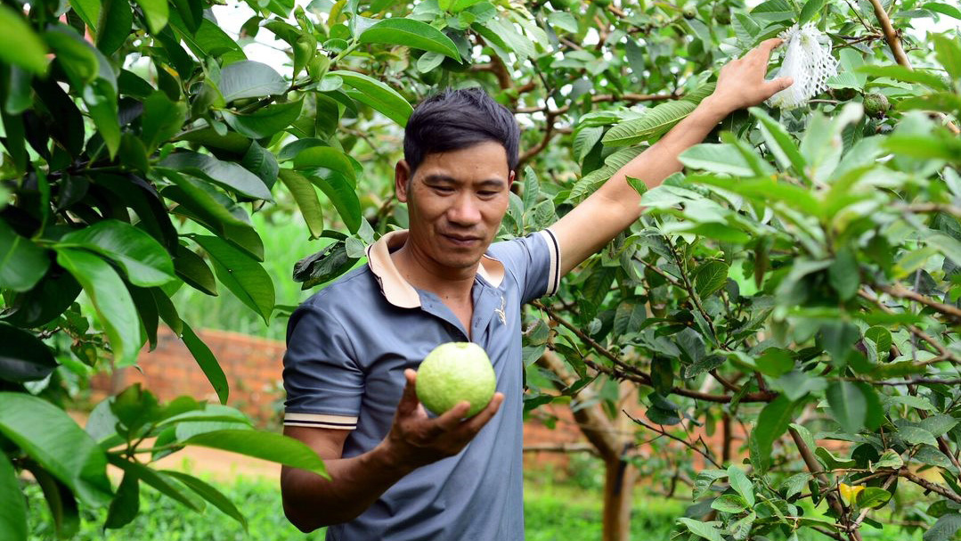 Kiểu trồng ổi kì lạ của lão nông Lâm Đồng, kệ cho sâu bọ đục khoét, mỗi tháng vẫn hái bán 20 tấn - Ảnh 1.